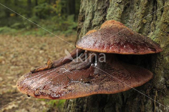 Biefstukzwam (Fistulina hepatica)