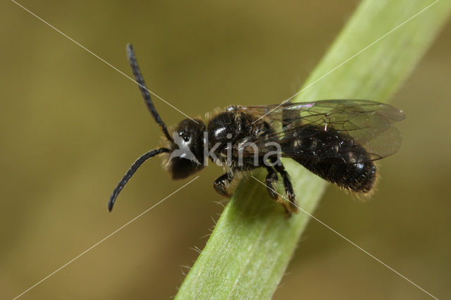 Shaggy Mining Bee (Lasioglossum villosulum)