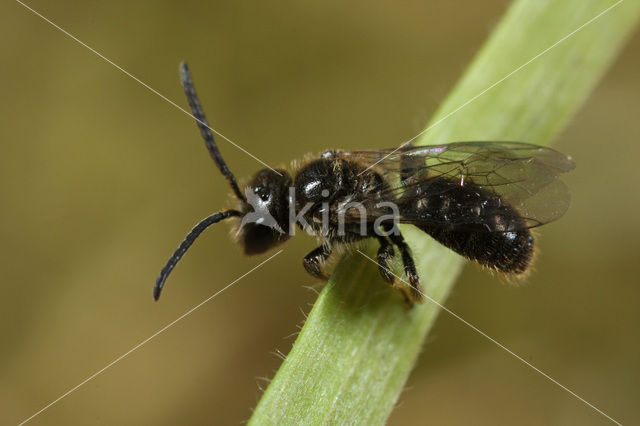 Biggenkruidgroefbij (Lasioglossum villosulum)