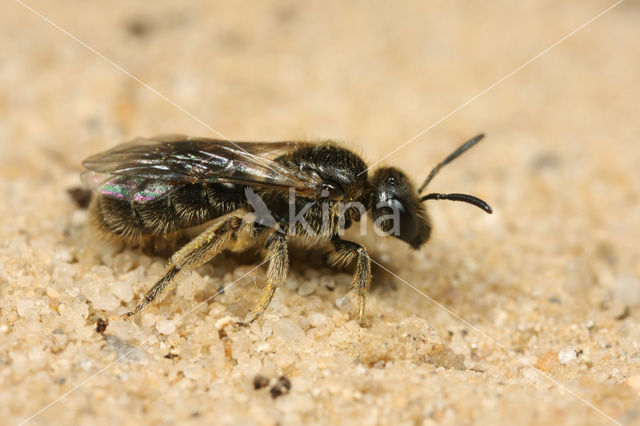 Shaggy Mining Bee (Lasioglossum villosulum)