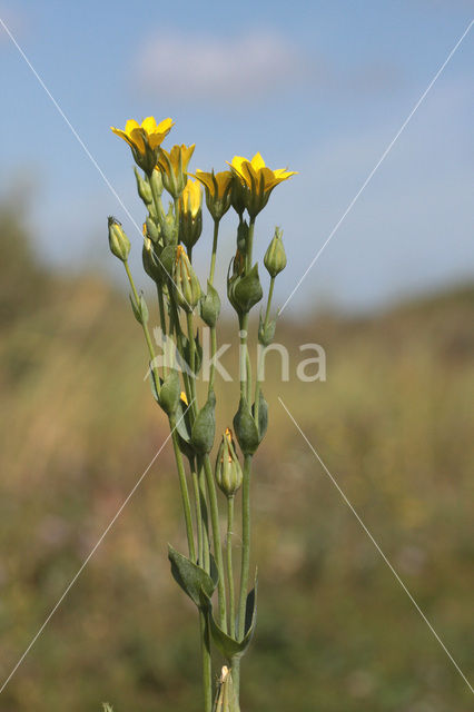 Yellow-wort (Blackstonia perfoliata)