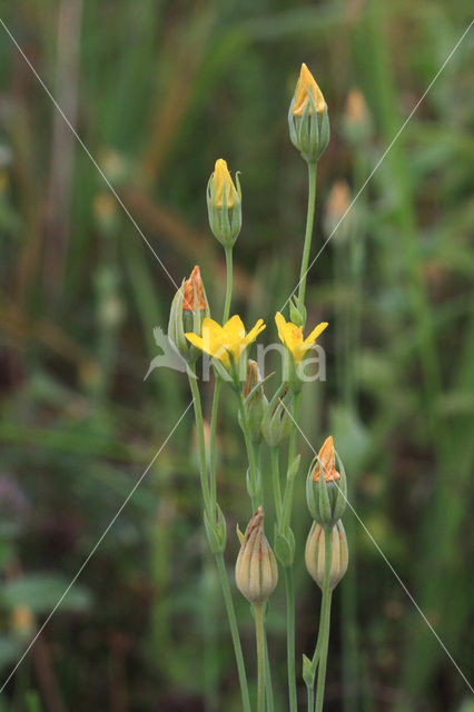 Yellow-wort (Blackstonia perfoliata)