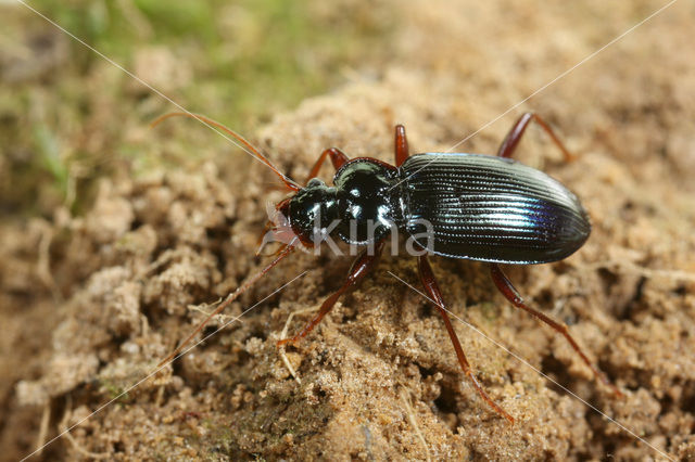 Blauwe Baardloper (Leistus spinibarbis)