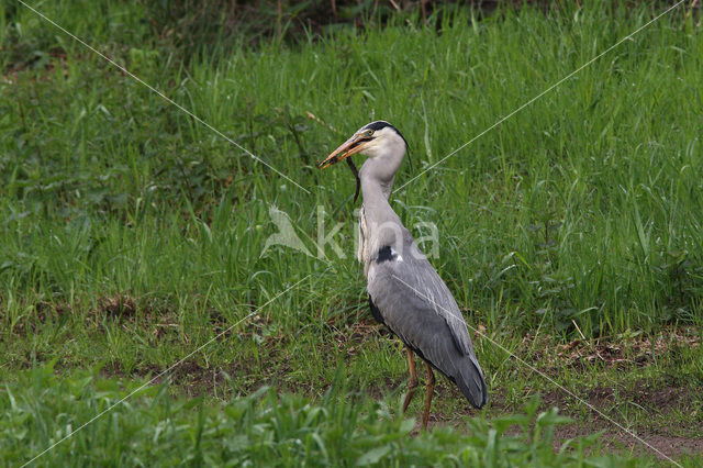 Blauwe Reiger (Ardea cinerea)