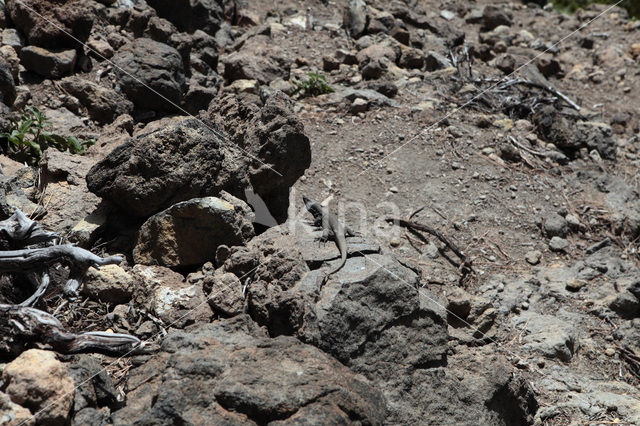 Western Canaries Lizard (Gallotia galloti)