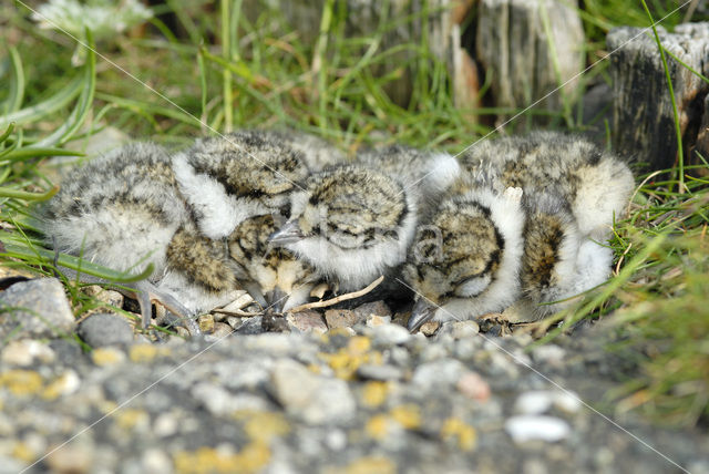 Bontbekplevier (Charadrius hiaticula)