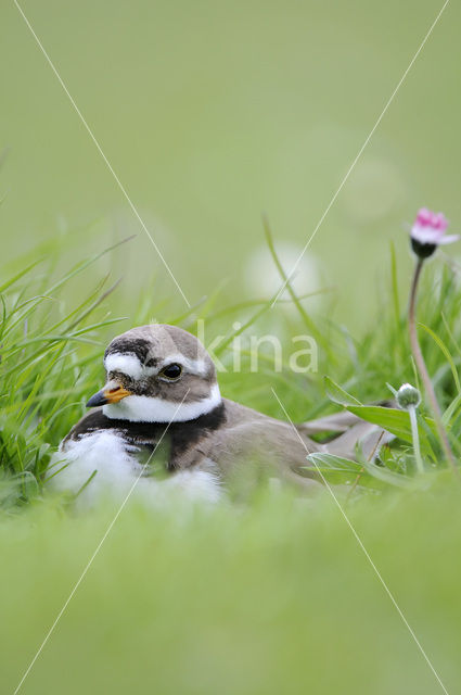 Bontbekplevier (Charadrius hiaticula)