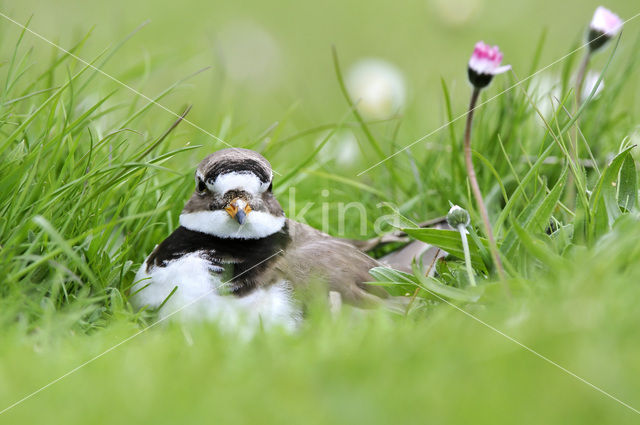 Bontbekplevier (Charadrius hiaticula)