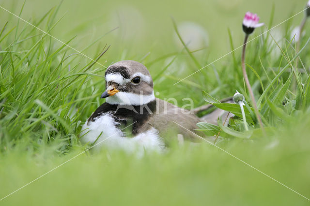 Bontbekplevier (Charadrius hiaticula)