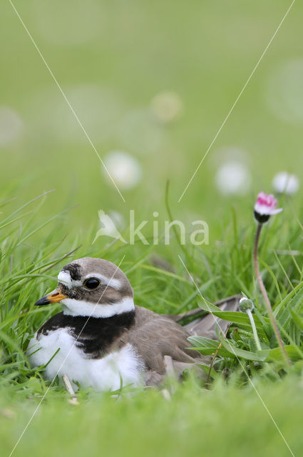 Bontbekplevier (Charadrius hiaticula)