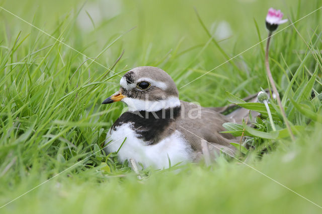 Bontbekplevier (Charadrius hiaticula)