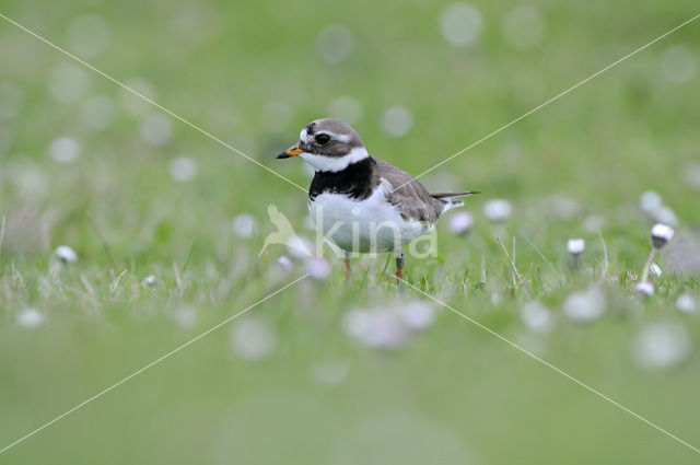 Bontbekplevier (Charadrius hiaticula)