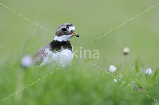 Bontbekplevier (Charadrius hiaticula)