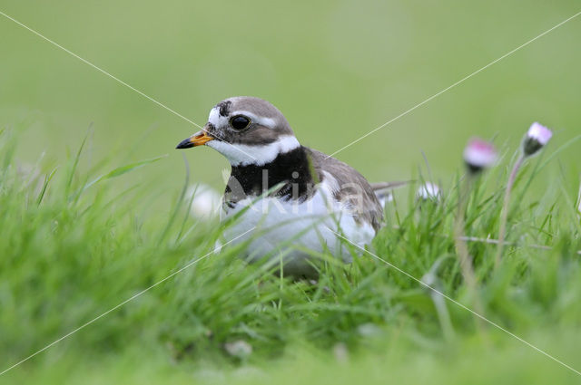 Bontbekplevier (Charadrius hiaticula)