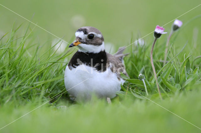 Bontbekplevier (Charadrius hiaticula)