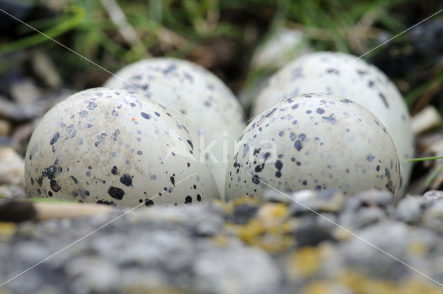 Bontbekplevier (Charadrius hiaticula)