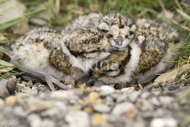 Bontbekplevier (Charadrius hiaticula)