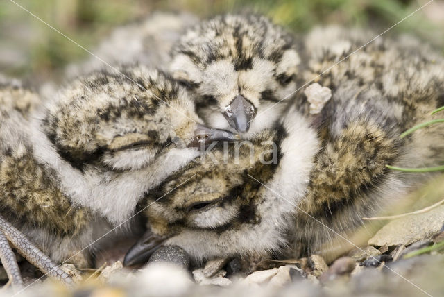 Bontbekplevier (Charadrius hiaticula)