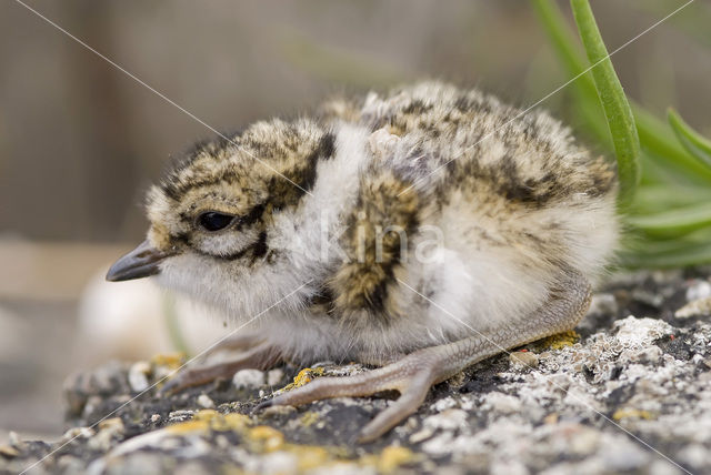 Bontbekplevier (Charadrius hiaticula)