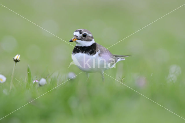 Bontbekplevier (Charadrius hiaticula)