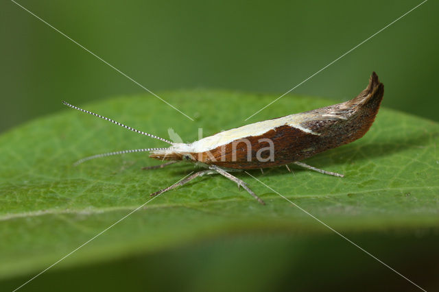 Bonte Spitskopmot (Ypsolopha dentella)