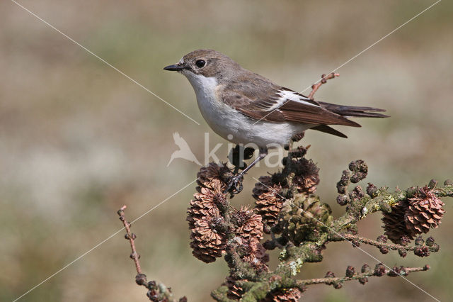 Bonte Vliegenvanger (Ficedula hypoleuca)