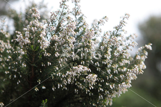 Tree Heather (Erica arborea)