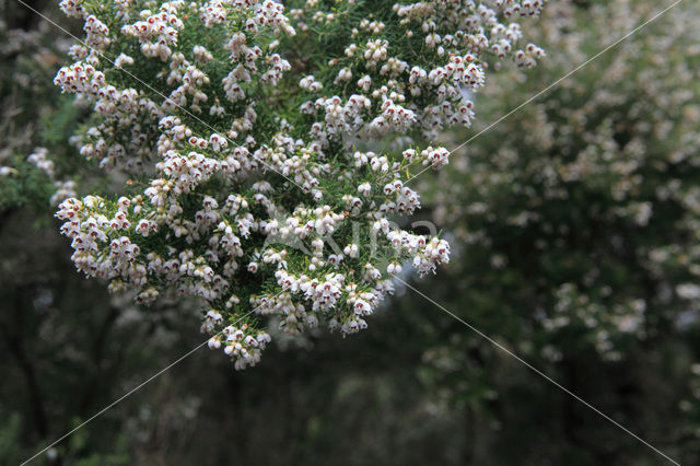 Boomheide (Erica arborea)