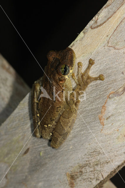 Tree frog (Hyla sp.)