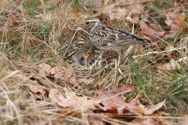 Wood Lark (Lullula arborea)