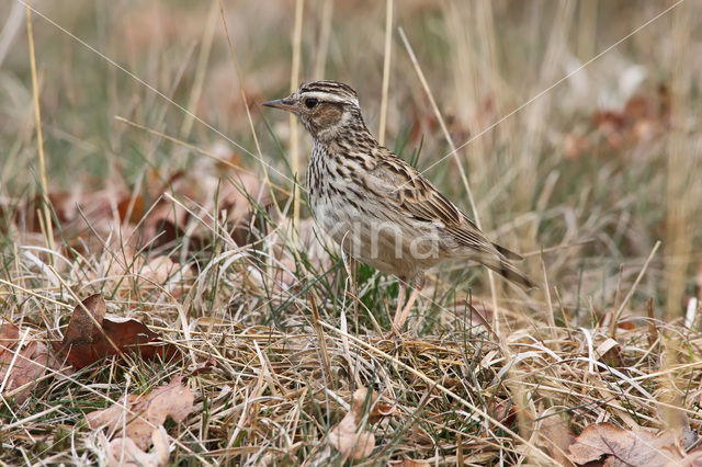 Boomleeuwerik (Lullula arborea)