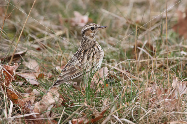 Boomleeuwerik (Lullula arborea)