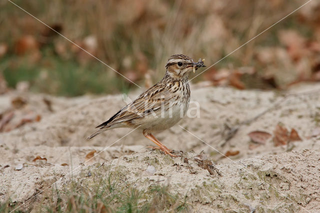 Boomleeuwerik (Lullula arborea)