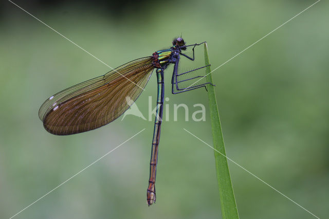 Bosbeekjuffer (Calopteryx virgo)