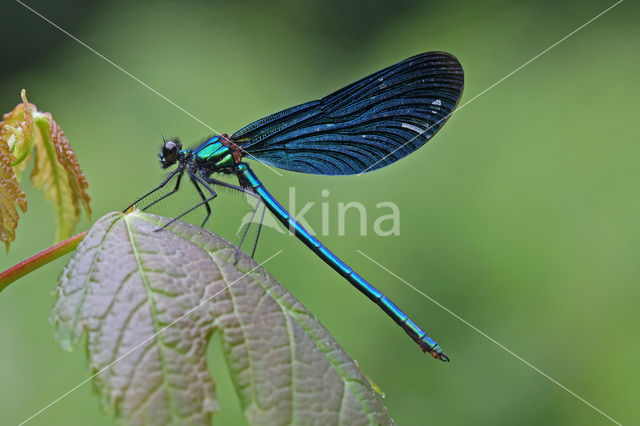 Bosbeekjuffer (Calopteryx virgo)