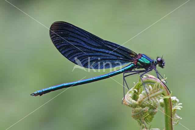 Bosbeekjuffer (Calopteryx virgo)