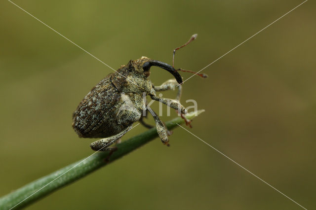 Parethelcus pollinarius
