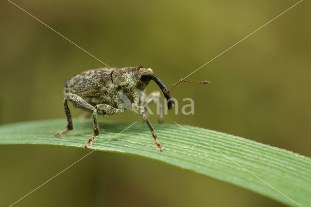 Parethelcus pollinarius