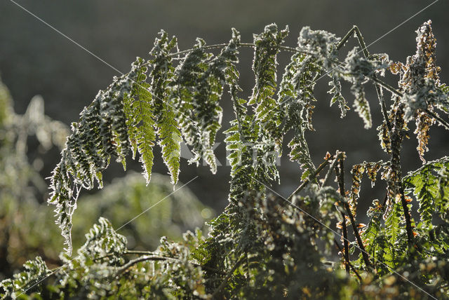 Broad Buckler-fern (Dryopteris dilatata)