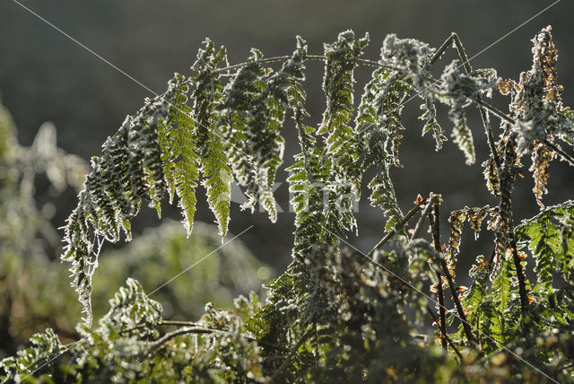 Brede stekelvaren (Dryopteris dilatata)