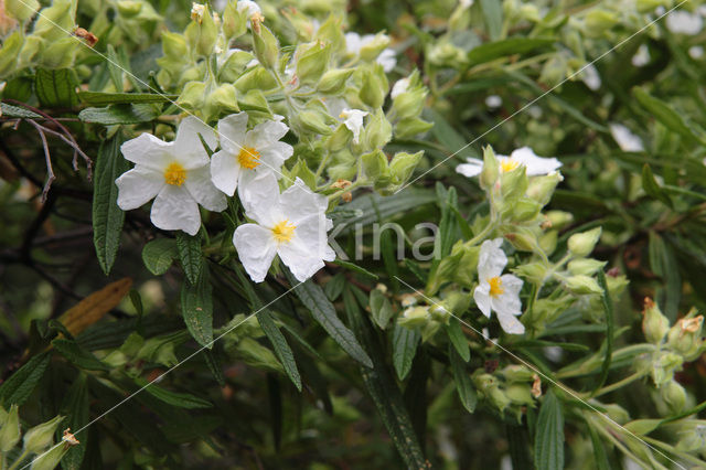 Brem (Cytisus scoparius)