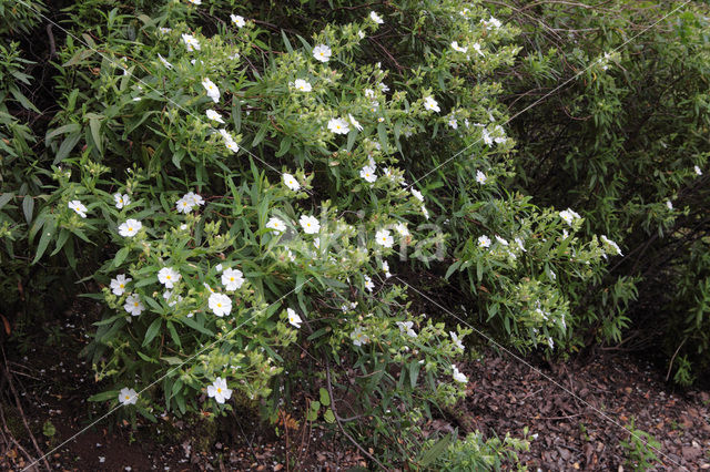 Broom (Cytisus scoparius)