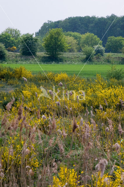 Broom (Cytisus scoparius)