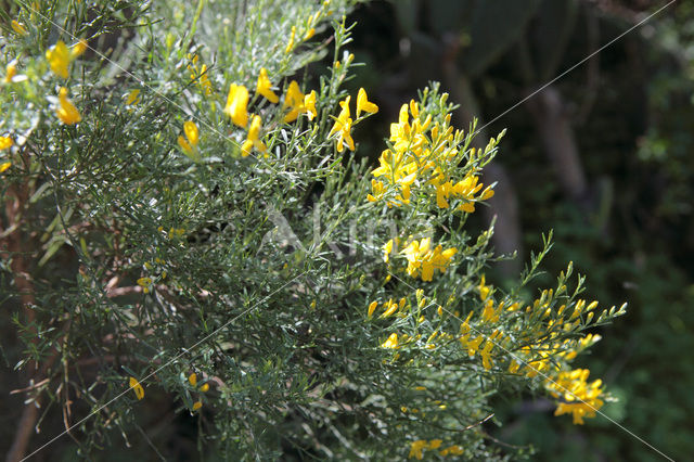 Broom (Cytisus scoparius)