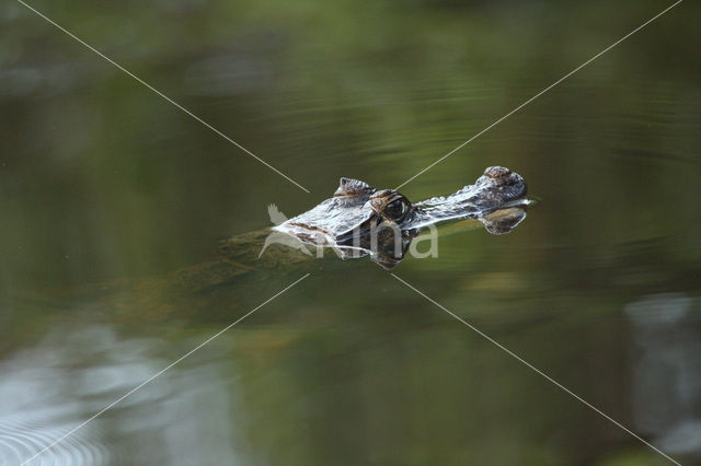 Brilkaaiman (Caiman crocodilus)