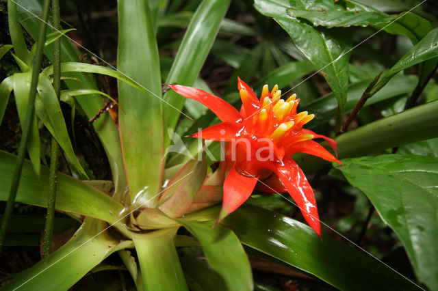 Pineapplefamily (Bromeliaceae)