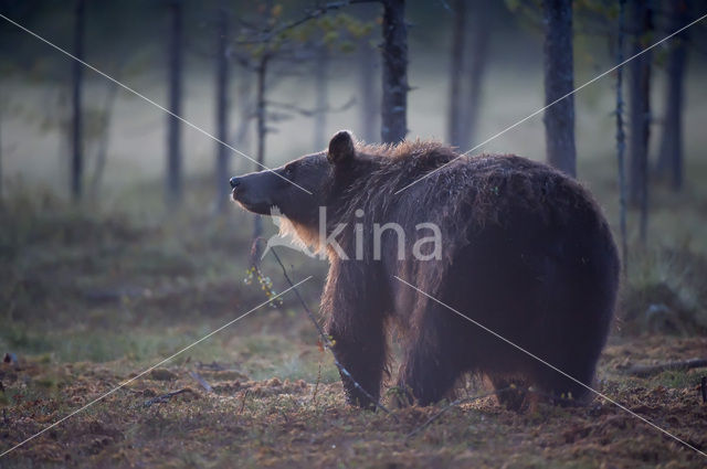 Bruine beer (Ursus arctos)