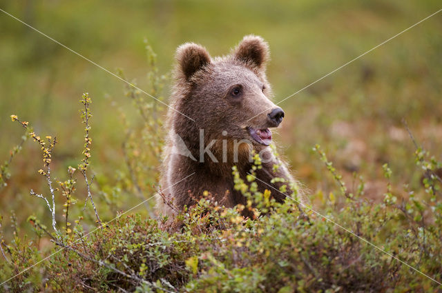 Bruine beer (Ursus arctos)