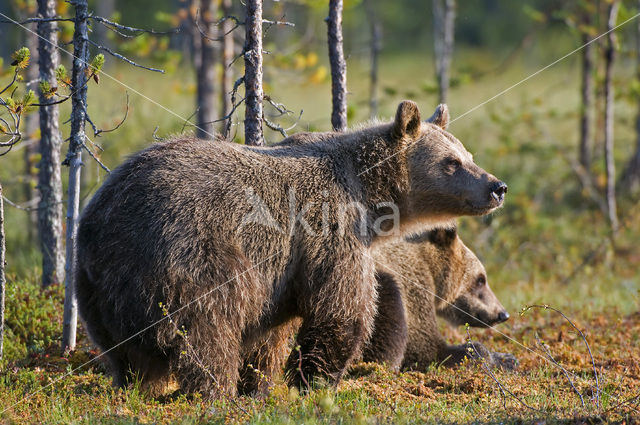 Bruine beer (Ursus arctos)