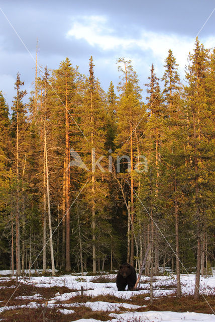 Bruine beer (Ursus arctos)